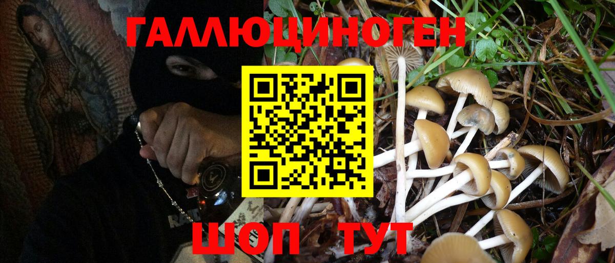 Галлюциногенные грибы Psilocybe Березники